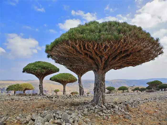 socotra-archipelago-yemen